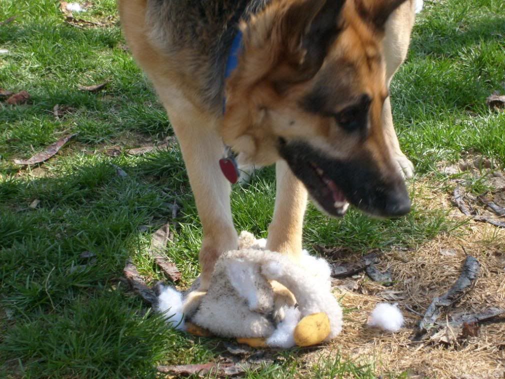 tips on walking an aggressive dog German Shepherds Forum